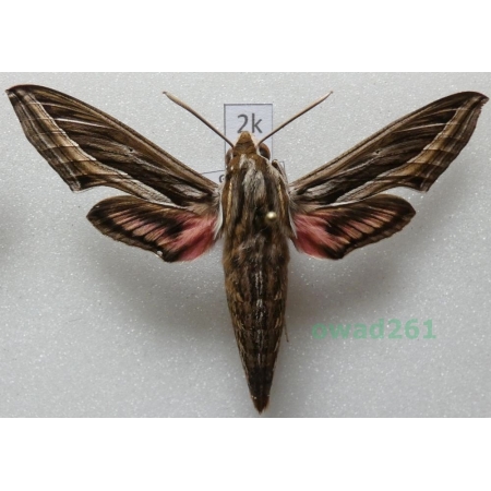 Hippotion celerio (Linnaeus, 1758) ex. ovo Greece2k